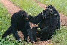 A chimpanzee in Uganda presents his back to another as a request for grooming.