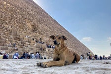 A stray dog at the base of the Great Pyramid of Khoufou on Cairo’s outskirts last month. In Cairo, these strays are called baladi, an Arabic word that means “native” or “local.”