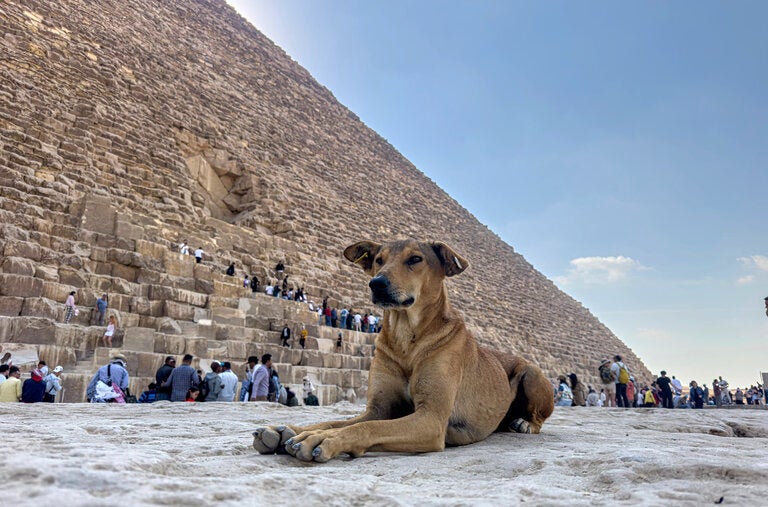 A stray dog at the base of the Great Pyramid of Khoufou on Cairo’s outskirts last month. In Cairo, these strays are called baladi, an Arabic word that means “native” or “local.”