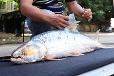 The elusive giant salmon carp, nicknamed the Mekong ghost, was spotted in different parts of Cambodia from 2020 to 2023.