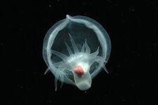 The mysterious creature, now named Bathydevius caudactylus, was observed by the Monterey Bay Aquarium Research Institute’s remotely operated vehicle Tiburon in the outer Monterey Canyon off California at a depth of approximately 1,550 meters.