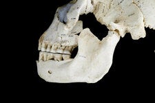 Early humans, such as this 430,000-year-old individual from Spain, may have evolved to have extra genes for breaking down starch after they started cooking tubers for food.