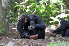 Joya, a one-year-old chimpanzee, watched as her mother, Jire, used a stone hammer and stone anvil to crack nuts.