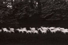 “Running White Deer,” taken in 1967, was Mr. Caponigro’s most celebrated photograph. A fellow photographer called it “a fleeting moment perhaps in a dream.”