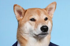 Bodhi, un shiba inu, era una estrella de las redes sociales cuyos dueños empezaron a vestirlo con ropa masculina para sesiones fotográficas en 2013.